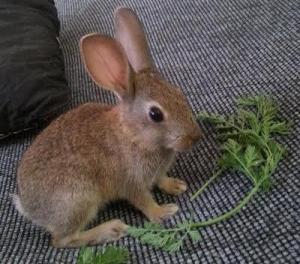 Roger Rabbit, rescatado y operado de una pata rota! en adopcin!