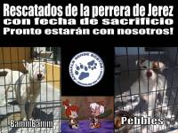 BammBamm y Pebbles rescatados de dos perreras en Jerez de la Frontera!