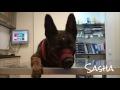 Sasha visitas control/curas veterinario Junio 2016