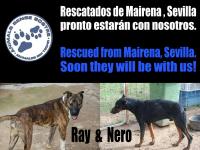Rescate de la perrera de Mairena-Sevilla, Ray & Nero se vienen a Barcelona! Enero 2014