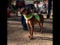 II Festa animal CAN FABRA (video 2)